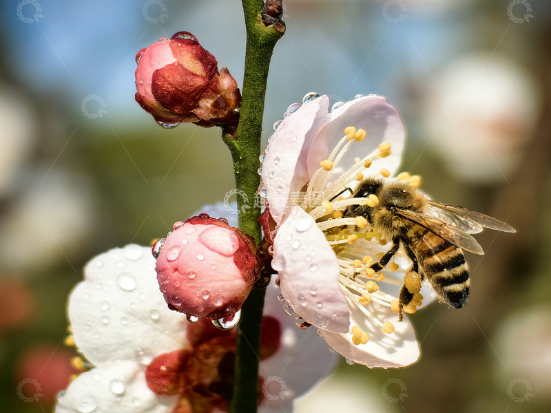 高清大图下载【趣麦麦图】春光蜜蜂采花蜜