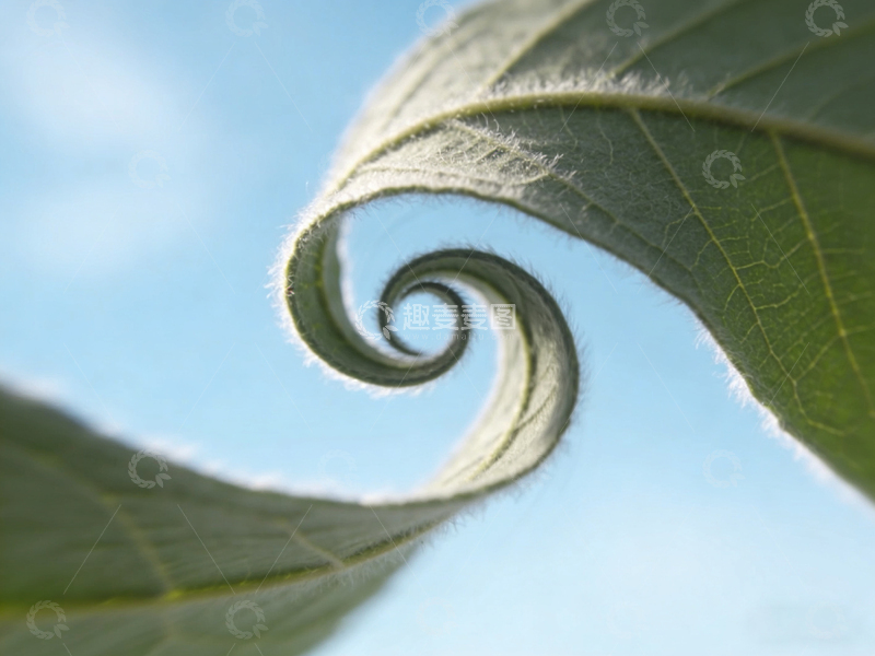高清大图下载【趣麦麦图】叶间螺旋视觉特效