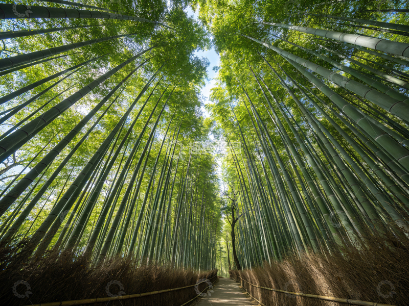 高清大图下载【趣麦麦图】竹林小径风光摄影