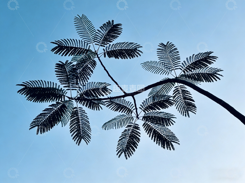 高清大图下载【趣麦麦图】蓝天下的树叶剪影