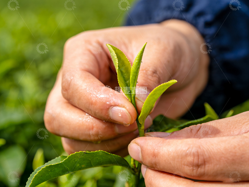 高清大图下载【趣麦麦图】茶园采摘鲜叶特写