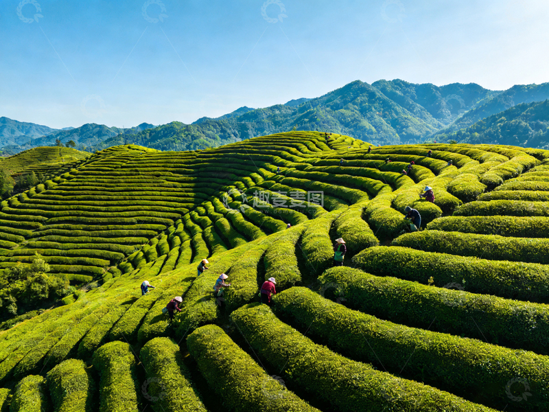 高清大图下载【趣麦麦图】茶园梯田风光摄影图片