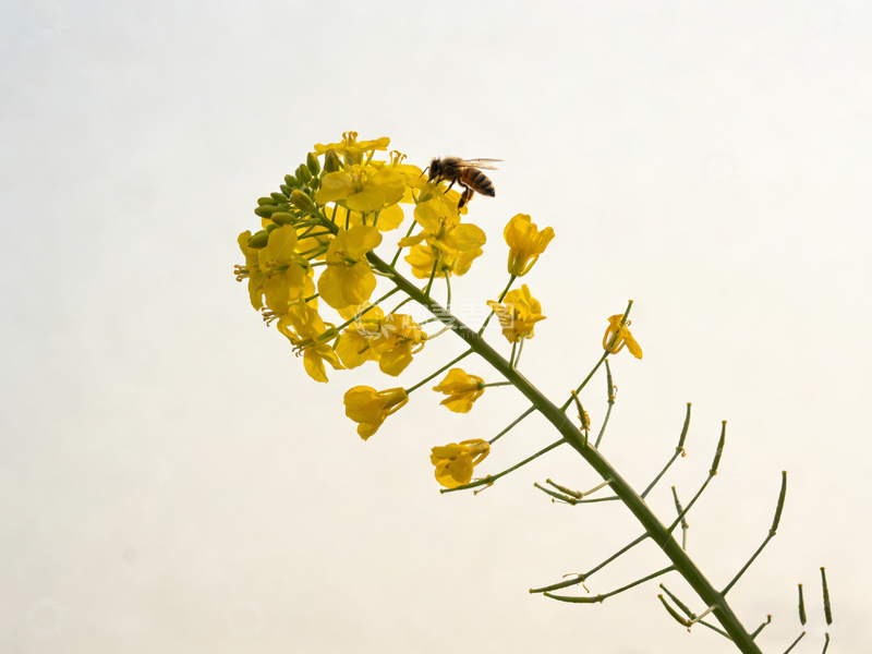 高清大图下载【趣麦麦图】自然油菜花蜜蜂摄影