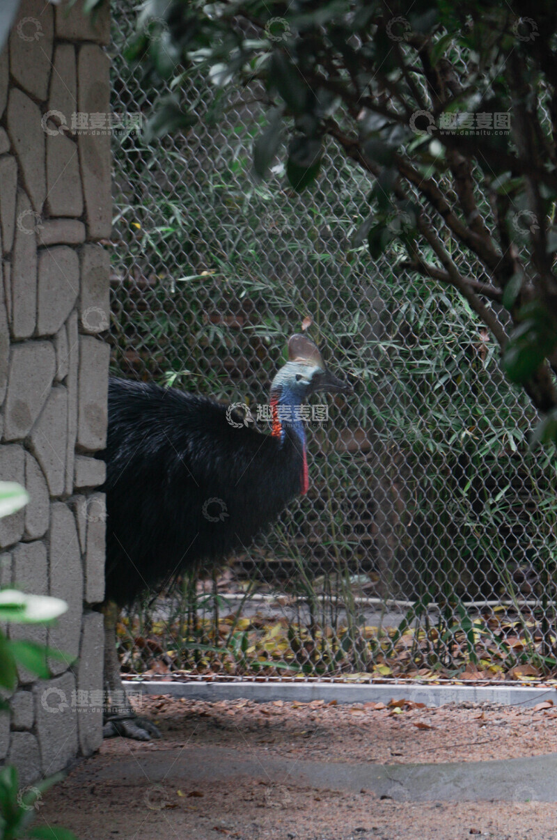 高清大图下载【趣麦麦图】动物园南方鹤鸵摄影