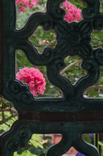 复古窗格映红花