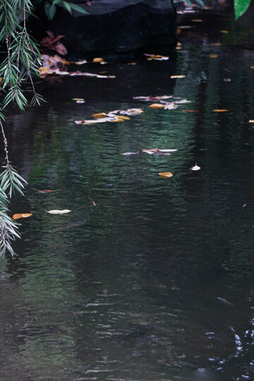 秋叶池塘自然景观摄影