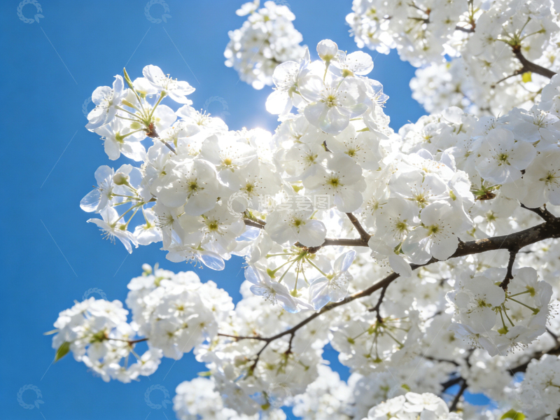 高清大图下载【趣麦麦图】春日樱花盛开蓝天背景