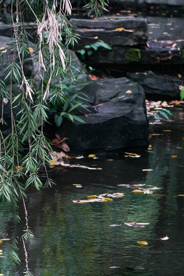 秋意池塘自然景观