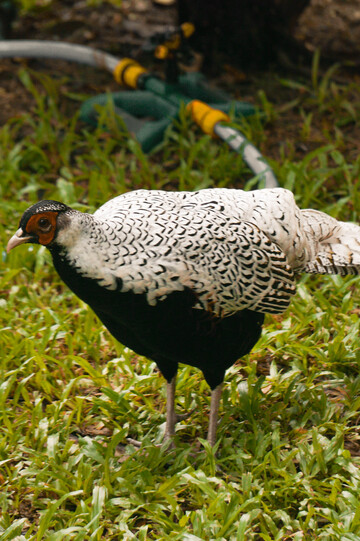 草地白羽鹇鸟特写摄影