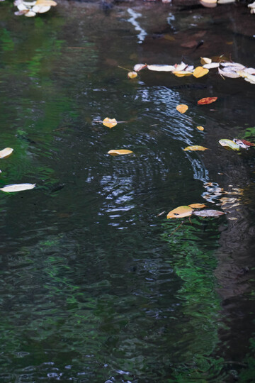 秋日池塘落叶风景摄影图