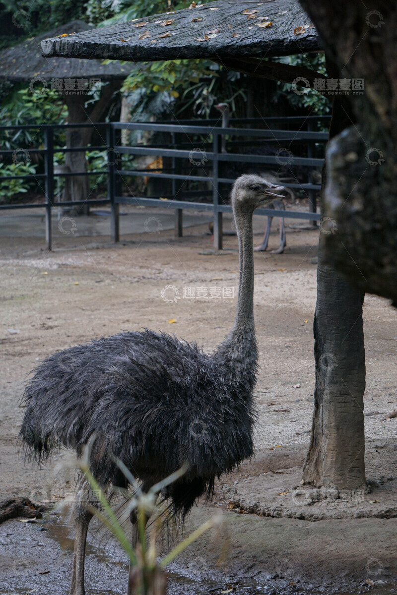 高清大图下载【趣麦麦图】动物园鸵鸟摄影图