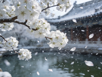春日樱花飘雪美景摄影
