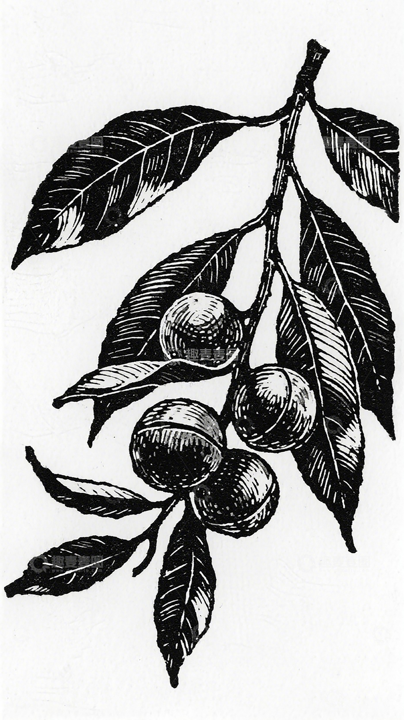 高清大图下载【趣麦麦图】黑白线描樱桃枝插画