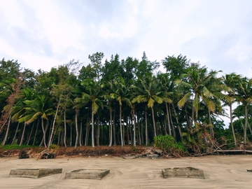 热带树林海滩风景照