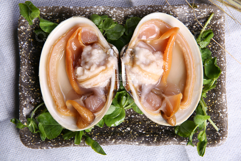 高清大图下载【趣麦麦图】贵妃贝,日月贝,西施舌