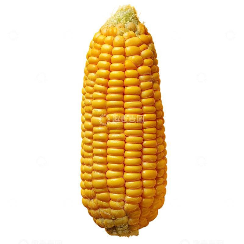 高清大图下载【趣麦麦图】黄金璀璨的玉米宝藏