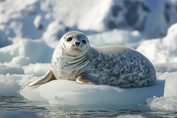 冰面上的海豹摄影