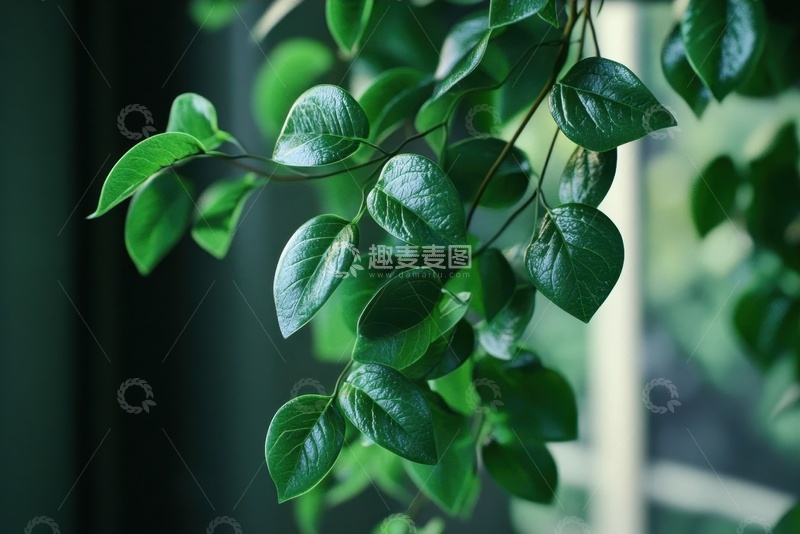 高清大图下载【趣麦麦图】垂下来的绿植枝叶