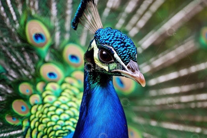 高清大图下载【趣麦麦图】开屏的一只孔雀特写