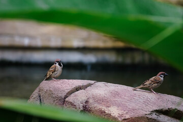 自然生态小鸟石头绿叶摄影