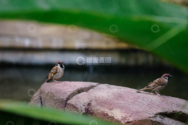 高清大图下载【趣麦麦图】自然生态小鸟石头绿叶摄影