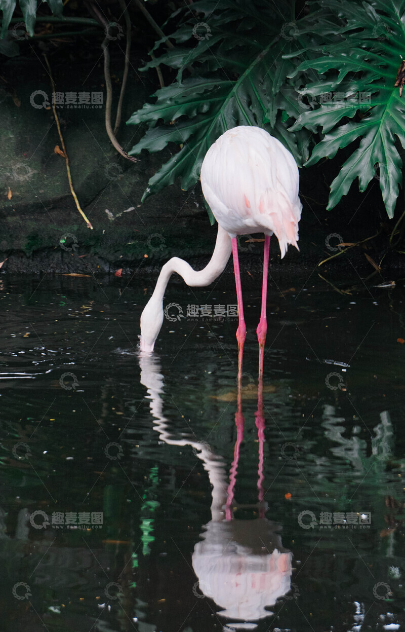 高清大图下载【趣麦麦图】火烈鸟倒影水塘自然摄影