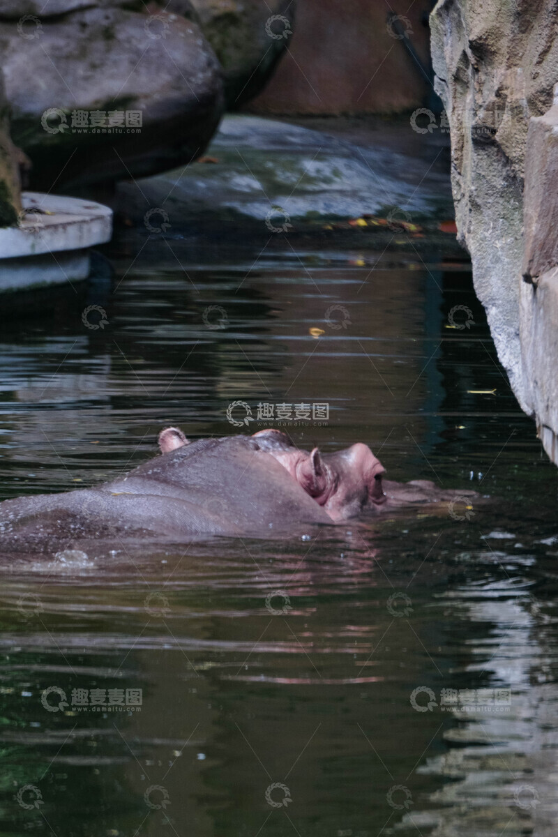 高清大图下载【趣麦麦图】河马水中悠闲游