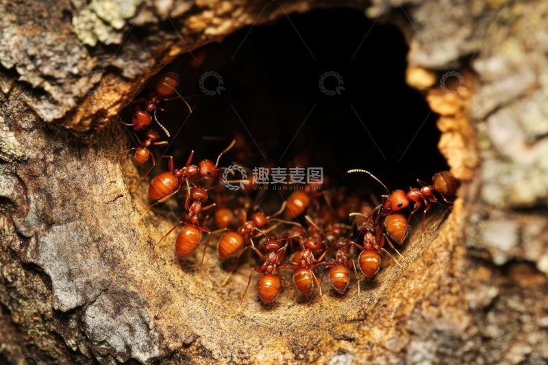 高清大图下载【趣麦麦图】一窝红蚁特写摄影