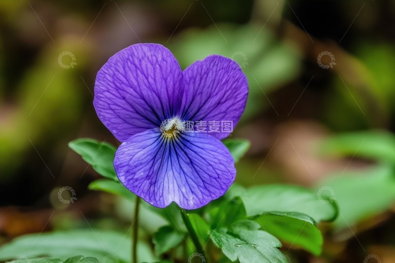 高清大图下载【趣麦麦图】一朵蝴蝶蓝花卉摄影