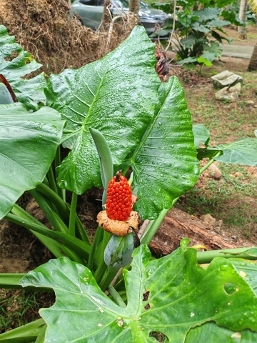 雨后绿植红果特写