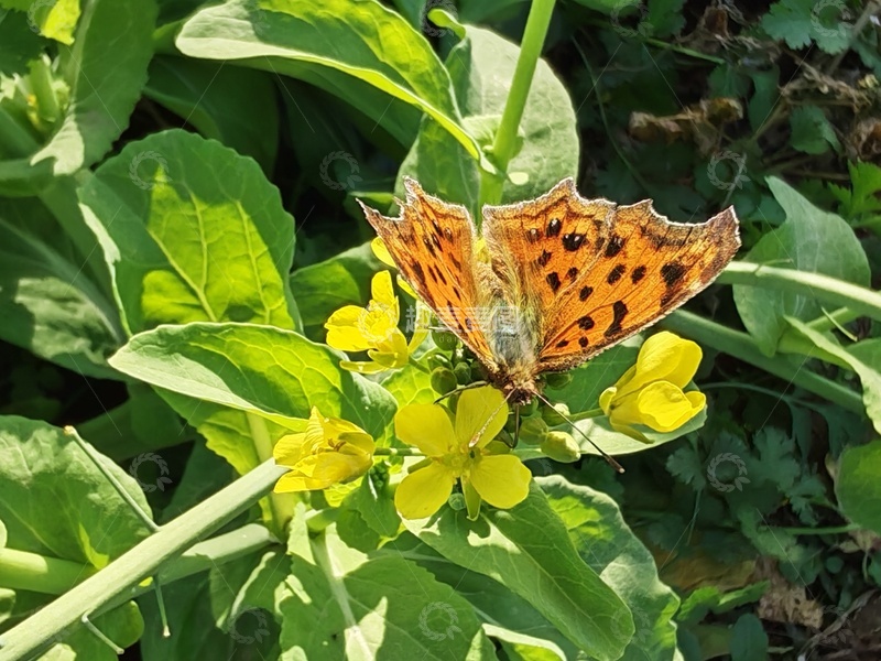 高清大图下载【趣麦麦图】花朵上的蝴蝶