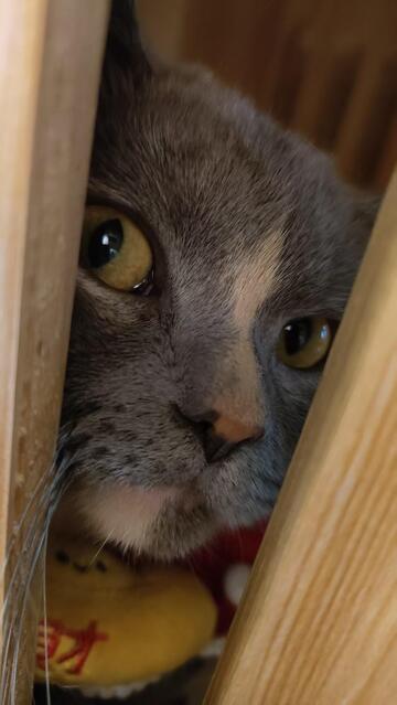 灰色猫咪好奇眼神特写