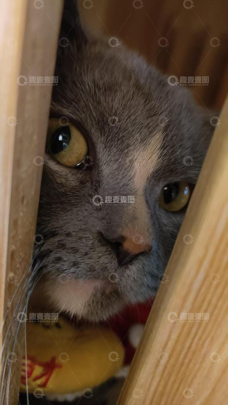 高清大图下载【趣麦麦图】灰色猫咪好奇眼神特写