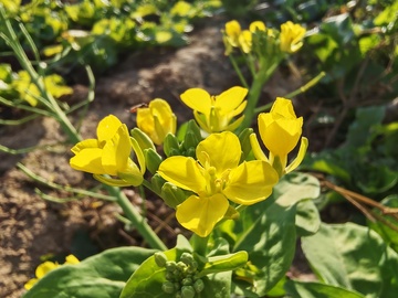 田园里油菜花