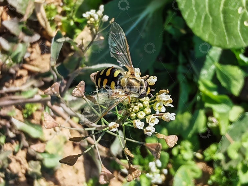 高清大图下载【趣麦麦图】花朵上的蜜蜂