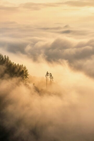 云海松影晨曦景