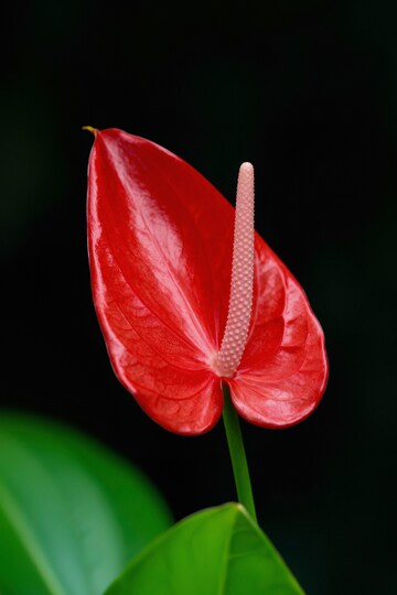 鲜艳红掌花特写