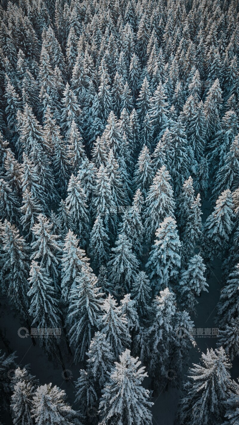 高清大图下载【趣麦麦图】冬日雪松林航拍景观