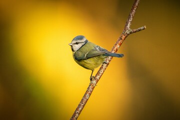 秋叶小鸟自然摄影