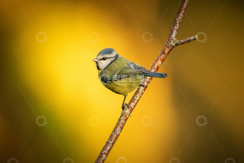 高清大图下载【趣麦麦图】-秋叶小鸟自然摄影