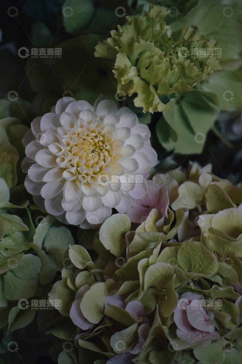 高清大图下载【趣麦麦图】自然风花卉特写写真