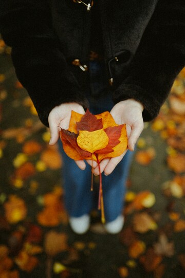 秋季手持枫叶特写