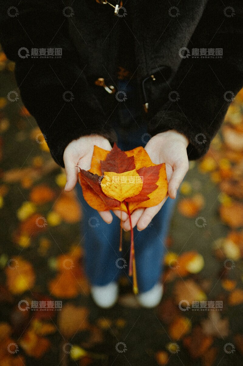 高清大图下载【趣麦麦图】秋季手持枫叶特写