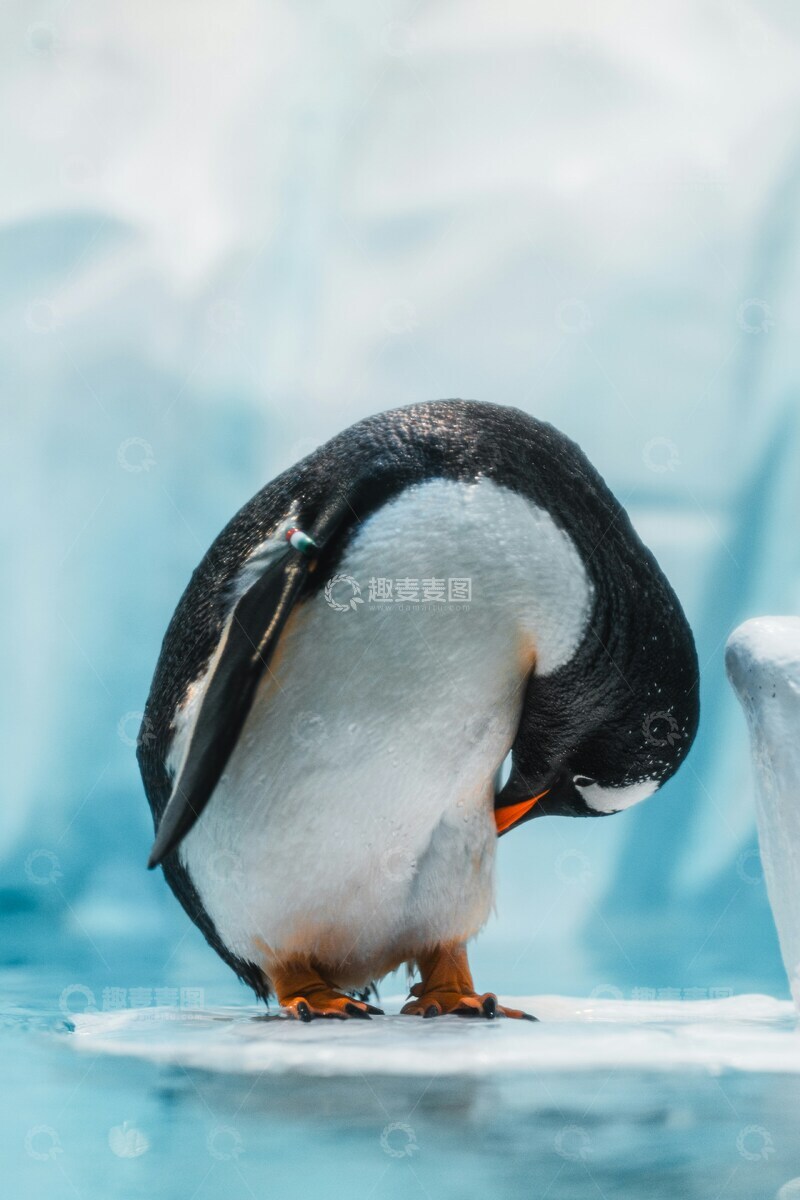 高清大图下载【趣麦麦图】企鹅冰上整理羽毛
