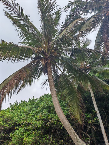 热带椰树风光摄影