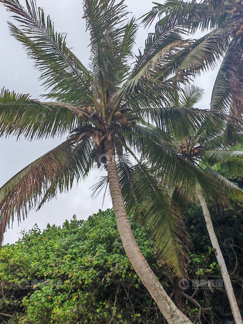 高清大图下载【趣麦麦图】热带椰树风光摄影