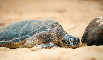 海滩海龟摄影图片