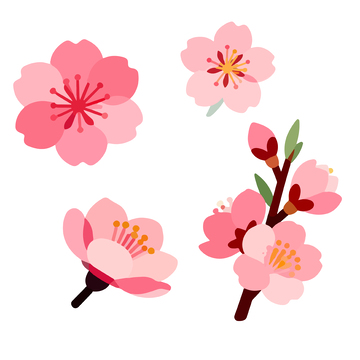 粉色樱花插画素材