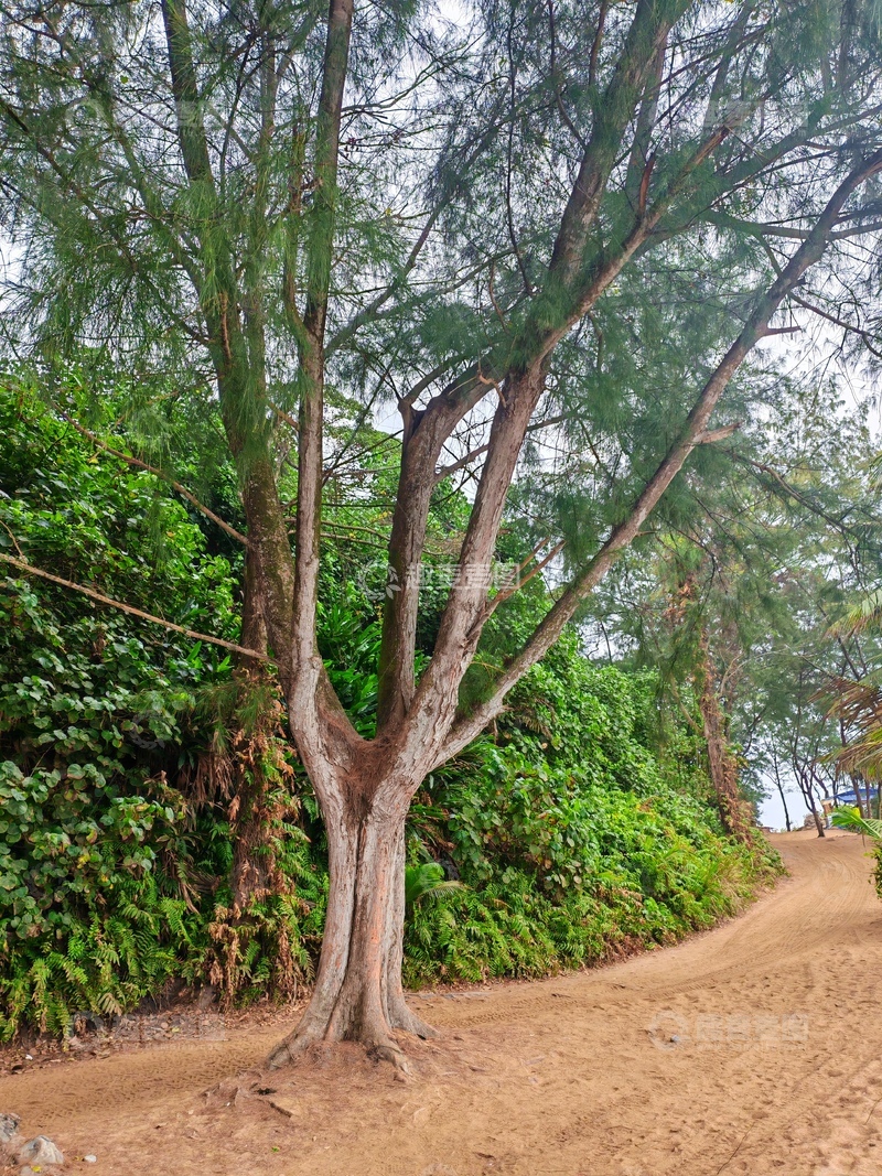 高清大图下载【趣麦麦图】乡村沙土路旁树木景观