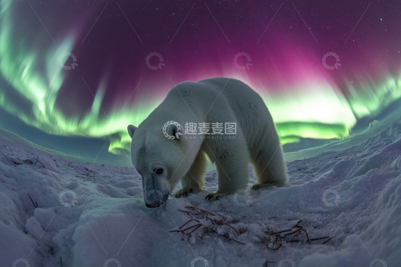 高清大图下载【趣麦麦图】北极熊北极光美景